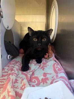 Domestic Short Hair Cats Available for Adoption in San Jose, California - NIGHTSHADE | PetCurious