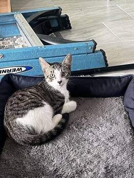 Domestic Short Hair Cats Available for Adoption - Elvis | PetCurious