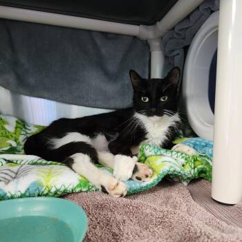 Alto -  Domestic Short Hair Cat for Adoption in Walker, Michigan - Alto | PetCurious