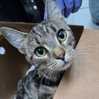 Alabama -  Domestic Short Hair Cat for Adoption in Newark, New Jersey - Alabama | PetCurious