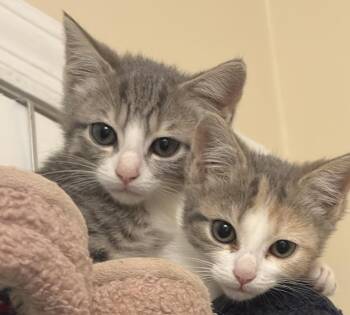 Kenny and dolly -  Domestic Short Hair Cat for Adoption - Kenny And Dolly | PetCurious