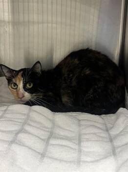 SOLSTICE -  Domestic Short Hair Cat for Adoption in Fort Lauderdale, Florida - SOLSTICE | PetCurious