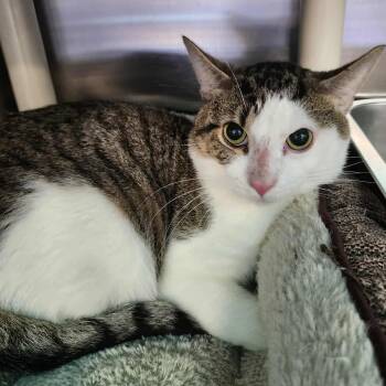 Rescue Domestic Short Hair Cats for Adoption in Bellmawr, New Jersey - Rory | PetCurious