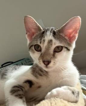 Jack Jack -  Domestic Short Hair Cat for Adoption in Smithfield, North Carolina - Jack Jack | PetCurious