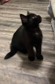 Rescue Domestic Short Hair Cats for Adoption in Rustburg, Virginia - Wednesday - Not At Shelter (Kristy) | PetCurious