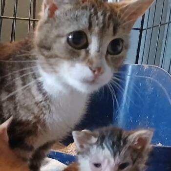 Dolly Pawton -  Domestic Short Hair Cat for Adoption in Winchester, Virginia - Dolly Pawton | PetCurious
