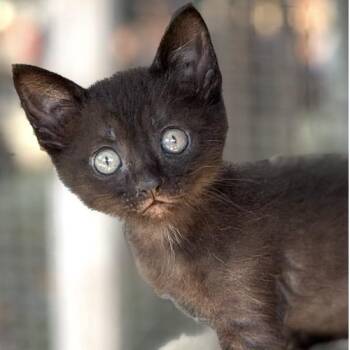 Mackeral -  Domestic Short Hair Cat for Adoption in Larkfield-wikiup, California - Mackeral | PetCurious