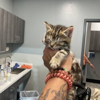 Rebecca K-2 -  Domestic Short Hair Cat for Adoption in Saint Joseph, Missouri - Rebecca K-2 | PetCurious