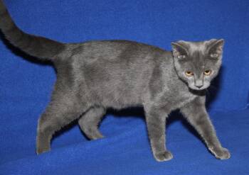 Catfish (Neutered) -  Domestic Short Hair Cat for Adoption in Marietta, Ohio - Catfish (Neutered) | PetCurious