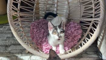 Buttercup -  Domestic Short Hair Cat for Adoption in San Francisco, California - Buttercup | PetCurious