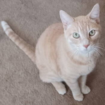 Rescue Tabby and Domestic Short Hair Cats for Adoption in San Jose, California - Bixby | PetCurious