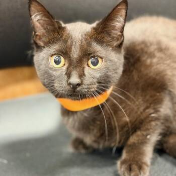 Glory -  Domestic Short Hair Cat for Adoption in Honeoye, New York - Glory | PetCurious