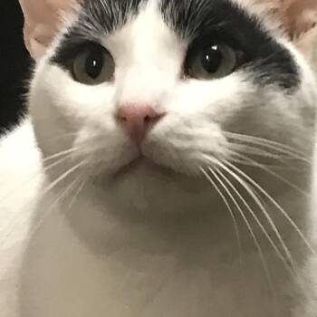 Rescue American Shorthair Cats for Adoption in Philadelphia, Pennsylvania - Riley | PetCurious