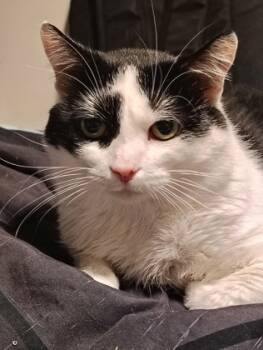 Rescue Domestic Short Hair Cats for Adoption in Cincinnati, Ohio - QB | PetCurious