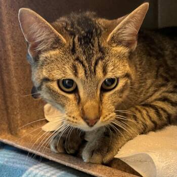 Domestic Short Hair Cats Available for Adoption - Kilgore Trout | PetCurious