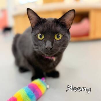 Domestic Short Hair Cats Available for Adoption in Carmel, Indiana - Moomy (polydactyl) @PAWZ Pet Cafe | PetCurious