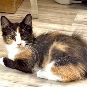 Wayfair -  Domestic Medium Hair Cat for Adoption in Kansas City, Missouri - Wayfair | PetCurious