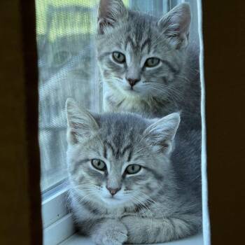Camilla -  Domestic Medium Hair Cat for Adoption in Crystal Lake, Illinois - Camilla | PetCurious