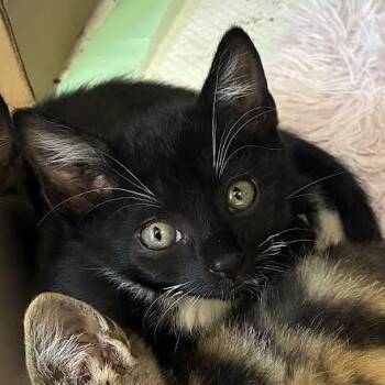 Jimmie -  Domestic Short Hair Cat for Adoption in Jeffersonville, Indiana - Jimmie | PetCurious