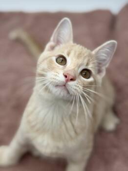 Super Glue -  Domestic Short Hair Cat for Adoption in Covington, Louisiana - Super Glue | PetCurious