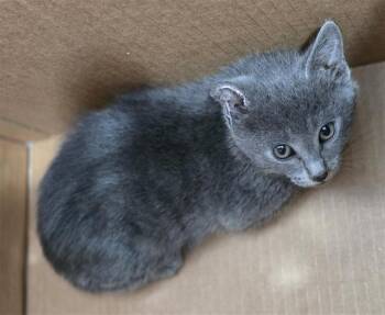 Domestic Short Hair Cats Available for Adoption in Dallas, Texas - SMOKEY | PetCurious