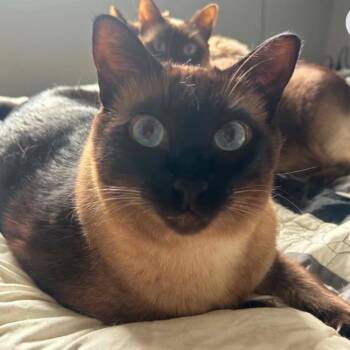 Loki Sinclair -  Domestic Short Hair Cat for Adoption in Woodbury, New Jersey - Loki Sinclair | PetCurious