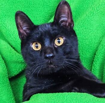 Rescue Domestic Short Hair Cats for Adoption in Renfrew, Pennsylvania - Pinky | PetCurious