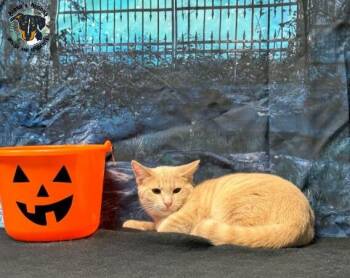 Rescue Domestic Short Hair Cats for Adoption in Huntington, West Virginia - Mustard | PetCurious