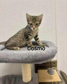 Rescue Domestic Short Hair Cats for Adoption in Muskego, Wisconsin - Cosmo - Sweet And Affectionate | PetCurious
