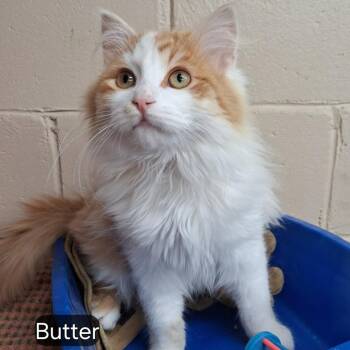 Domestic Long Hair Cats Available for Adoption - Butter | PetCurious