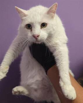 MAGDALENA -  Domestic Short Hair Cat for Adoption in El Paso, Texas - MAGDALENA | PetCurious