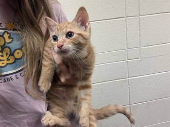BINGLEY -  Domestic Short Hair Cat for Adoption in Fort Wayne, Indiana - BINGLEY | PetCurious