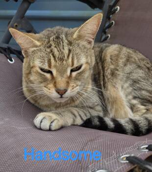 Rescue Tabby Cats for Adoption in Spring Hill, Florida - Handsome | PetCurious