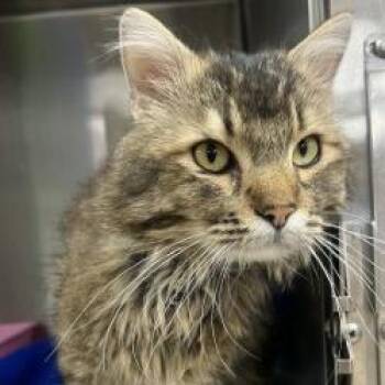 Cat 05/31/2026 -  Domestic Medium Hair and Domestic Short Hair Cat Available for Adoption in Bullhead City, Arizona - Cat 05/31/2026 | PetCurious