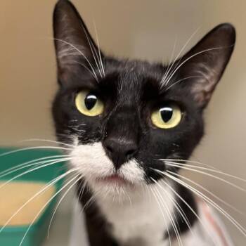 Mohawk -  Domestic Short Hair Cat for Adoption in Salisbury, Massachusetts - Mohawk | PetCurious