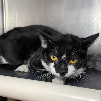 Domestic Short Hair Cats Available for Adoption in Roanoke, Virginia - Yogi | PetCurious