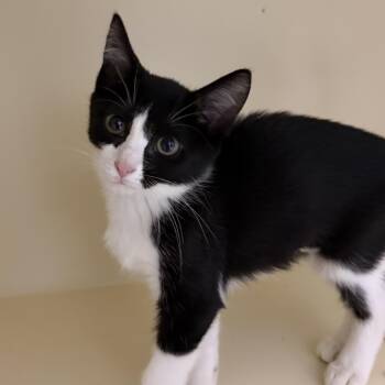 Posie -  Domestic Short Hair Cat for Adoption in Cooperstown, New York - Posie | PetCurious