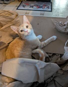 Domestic Short Hair Cats Available for Adoption - Sharkey25 | PetCurious