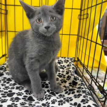 Avocado -  Domestic Short Hair Cat for Adoption in Richmond, Virginia - Avocado | PetCurious