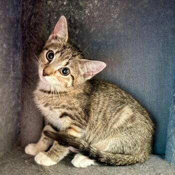 Brownie -  Domestic Short Hair Cat for Adoption in Houston, Texas - Brownie | PetCurious