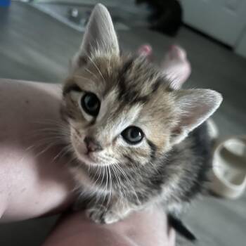Shirlee(Kitten 3) -  Domestic Short Hair Cat for Adoption in Evensville, Tennessee - Shirlee(Kitten 3) | PetCurious