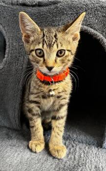 Kale -  Domestic Short Hair Cat for Adoption in Logan, Utah - Kale | PetCurious