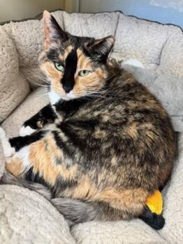 Maybell -  Domestic Short Hair Cat Available for Adoption in Hamilton Township, New Jersey - Maybell | PetCurious