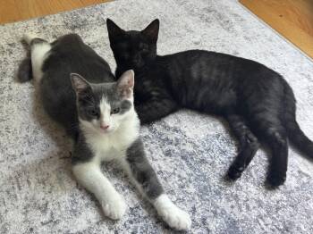Bean -  Domestic Short Hair Cat for Adoption in Alexandria, Virginia - Bean | PetCurious