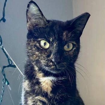 Rescue Tortoiseshell Cats for Adoption in Gastonia, North Carolina - Skylar | PetCurious