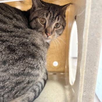 Domestic Short Hair Cats Available for Adoption - Grio | PetCurious