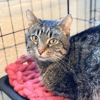 Domestic Short Hair Cats Available for Adoption in Huntington, West Virginia - Frank | PetCurious