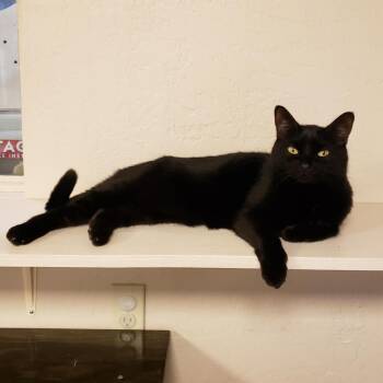 Domestic Short Hair Cats Available for Adoption in Tempe, Arizona - Judy | PetCurious