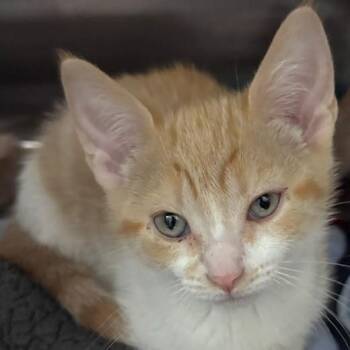 Ladybug -  Domestic Short Hair Cat for Adoption in Allegan, Michigan - Ladybug | PetCurious