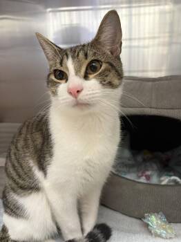 Domestic Short Hair Cats Available for Adoption - Emmett | PetCurious